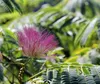 Albizia julibrissin Ombrella - Seidenakazie Ombrella Produktbild-Vorschau 1