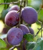 Close-up of ripe plums hanging from a tree branch. Produktbild-Vorschau