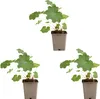 Bloomique - Lot de 3 - Alchemilla Mollis - Alchémille - Voir les images du produit 2