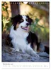 Australian Shepherds (Wandkalender 2027 DIN A4 hoch), Produktbild-Vorschau 6