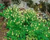 Aquilegia canadensis, Akelei, rot-gelb, ca. 9x9 cm Topf Produktbild-Vorschau 2