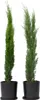 Two potted cypress trees against a white background. Produktbild-Vorschau