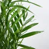 Bloomique - Chamaedorea Elegans - Palmier nain mexicain - Voir les images du produit 5