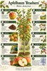 Apfelbaum Braeburn, alberello – Malus domestica – Mela Anteprima dell’immagine prodotto 2