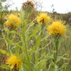 6 x Riesenflockenblume - Centaurea macrocephala  | Topf 9cm Produktbild-Vorschau 2