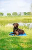 Nobby Kühlmatte, Kühlendes Haustierbett, Drinnen, Hund, Produktbild-Vorschau 7