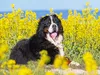 CALVENDO Puzzle Berner Sennenhund auf dem Weg durch die Produktbild-Vorschau 3