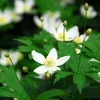 A close-up view of white anemone flowers with green leaves and buds. Produktbild-Vorschau