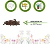 Brokkoli Ramoso Calabrese Samen - Brassica oleracea - Produktbild-Vorschau 2