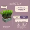 Bosso - Buxus NewGen Freedom - 48 piante - altezza circa 15 Anteprima dell’immagine prodotto 5