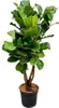 Ficus Lyrata Geigen Feige 200cm Ø32cm pflegeleicht Produktbild-Vorschau 1