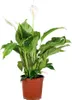 Bloomique - Spathiphyllum Torelli - Friedenslilie - Produktbild-Vorschau 1