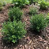 Bloomique - Zestaw 18 szt. - Ilex Crenata Jenny - Podgląd zdjęcia produktu 4