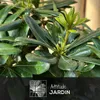 Schefflera gold - capella - ↕ 100-110 cm - ⌀ 19 cm - plante Voir les images du produit 2