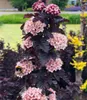BALDUR Garten 1x Physocarpus Fasanenspiere 'Panther®', Produktbild-Vorschau 1