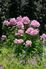 Phlox paniculata 'Bright Eyes', Flammenblume, rosa, ca. Produktbild-Vorschau 4