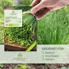 Schnittlauch Samen - Küchenkräuter Saatgut aus biologischem Produktbild-Vorschau 2