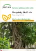 SAFLAX - Bengálský škrtič obr - Ficus benghalensis - 20 Náhled obrázku produktu 1