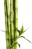 A close-up shot of several stalks of green bamboo with a few leaves. Produktbild-Vorschau