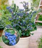 BALDUR Garten 3x Trauben-Heidelbeere 'Reka® Blue', Pflanzen Produktbild-Vorschau 3
