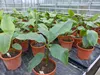 Bananenstaude Banane Musa Velutina 80 cm, rosa Zwergbanane, Produktbild-Vorschau 2