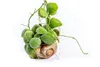 Gardners Dischidia pectenoides Snaily, priemer 8 cm Náhľad obrázku produktu 2