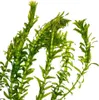 Aquariumpflanze Elodea canadensis Nr.312 Wasserpflanze Produktbild-Vorschau 3
