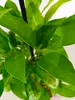 A close-up view of the vibrant green leaves of a citrus plant. Náhľad obrázku produktu