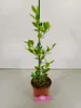 Citrus macrophylla, Alemow, 2 litry Topf Náhled obrázku produktu 2