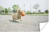MuchoWow® Poster Ein weißer Dackel spielt mit einem Ball Produktbild-Vorschau 1