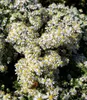 BALDUR Garten 1x Winterharter Bodendecker Steinaster Produktbild-Vorschau 4
