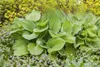 Hosta x fortunei 'Stenantha', Funkie, grün, ca. 11x11 cm Produktbild-Vorschau 8