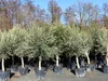 Several potted olive trees lined up outdoors. Produktbild-Vorschau