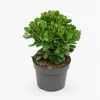 Crassula minova - Geldboom - Zeldzame plant - Pot van 17 cm Productafbeelding-voorbeeld 1