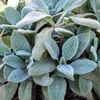 6 x Teppich Wollziest - Stachys byzantina 'Silver Carpet'  Produktbild-Vorschau 2