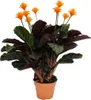 Ro?lina cieniolubna o jasnych kwiatach - Calathea crocata - Podgląd zdjęcia produktu 1