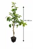 Kaffirská limetka 140–180 cm – Citrus Hystrix Combava – Náhľad obrázku produktu 5