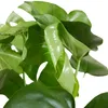 Bloomique - Lot de 2 - Monstera Deliciosa - Plante-gruyère Voir les images du produit 4