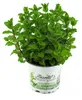 Enseleits Marokkanische Minze,Mentha Spicata v. Produktbild-Vorschau 1