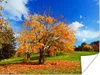 MuchoWow® Poster Baum - Blätter - Herbst - Jahreszeiten Produktbild-Vorschau 1