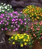 BALDUR Garten 3x Winterharte Eisblume Fire Wonder, Pflanzen Produktbild-Vorschau 3