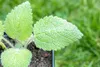 Muskatellersalbei, im Topf - Salvia sclarea Produktbild-Vorschau 14