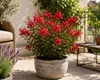 Lagerstroemia indica Petite Red 40–60 cm – Rote Produktbild-Vorschau 1