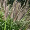 6 x Lampweed viridescens - Pennisetum viridescens | Vaso Anteprima dell’immagine prodotto 2