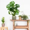 Bloomique - Monstera Deliciosa - Monstera - Plantes Voir les images du produit 4
