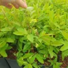 Bacche di Kamchatka Vostorg 1L Anteprima dell’immagine prodotto 3