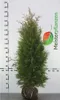 Lebensbaum Thuja Brabant 140-160 cm, 8x Heckenpflanze Produktbild-Vorschau 2