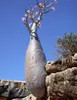 Rose du désert (Adenium obesum)  - 10 graines Voir les images du produit 3