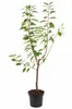 Süßkirsche ‘Regina’ 100–120 cm – Prunus avium dunkelrote Produktbild-Vorschau 4