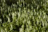 Salvia nemorosa 'Schneehügel', Steppensalbei, weiß, ca. 9x9 Produktbild-Vorschau 6